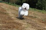 BICHON FRISE 020